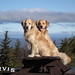 Robin Reiser Photo 9