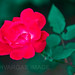 Rosa Sharp Photo 7