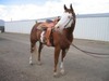 Carolyn Morse Photo 31