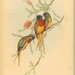 John Gould Photo 55
