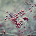 Ruby Branch Photo 6