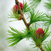 Heather Cone Photo 17