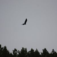 Vicki Aznoe Photo 1