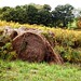 Marcia Fields Photo 15