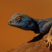 Jordan Blue Photo 10