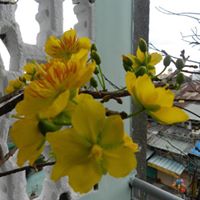 Kathy Lam Photo 10