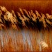 Ralph Pace Photo 16