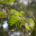 Forrest Leaf Photo 8