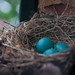 Robin Sill Photo 8