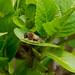 Fred Staats Photo 8