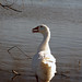 Stephanie Crenshaw Photo 16