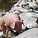 Cheri Watkins Photo 6