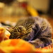Deborah Downs Photo 9
