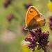 Anne Heath Photo 13