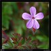 Robert Flowers Photo 10