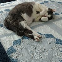 Susan Brophy Photo 38