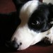 Betty Collie Photo 9