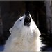 Lawrence Wolf Photo 24