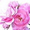 Susan Doty Photo 33