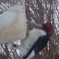 Nancy Severson Photo 7