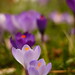 David Blume Photo 31