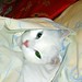 Candace Furry Photo 6