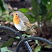 Robin Hyde Photo 9