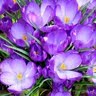 Ann Matz Photo 3
