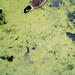Dana Green Photo 12