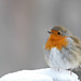Robin Wolfe Photo 24