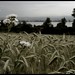 Constance Fields Photo 15