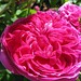 Rosa Mills Photo 13