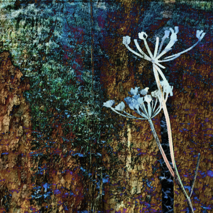 Janice Oliver Photo 30