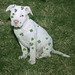 Pattie White Photo 17