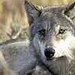 Sue Wolf Photo 36
