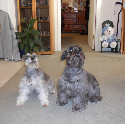 Lori Gibbs Photo 12
