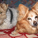 Norman Strayer Photo 4