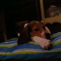 Francine Lombardo Photo 4