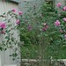 Sharon Bush Photo 17