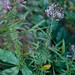 Serge Joseph Photo 11