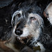 Buddy Hardy Photo 15