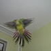 Lori Green Photo 13