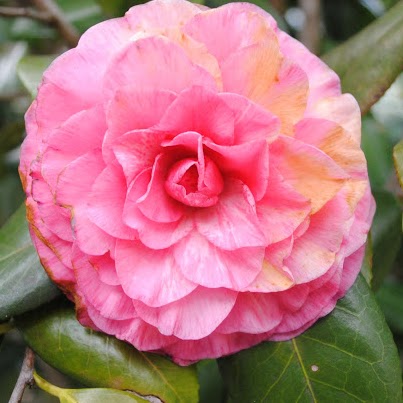Donna Andrews Photo 35