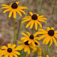 Vickie Holbrook Photo 10