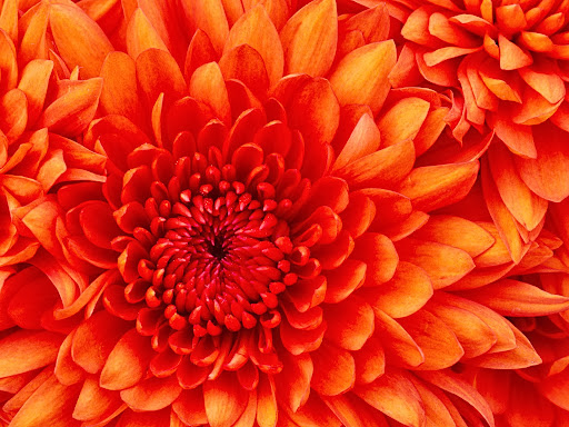 Praveen Goel Photo 12