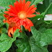 Joy Gerber Photo 17