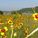 Ruby Crowder Photo 11