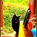 Chien Lee Photo 9