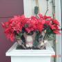 Deborah Griffith Photo 27