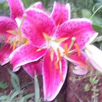 Connie Hardy Photo 3